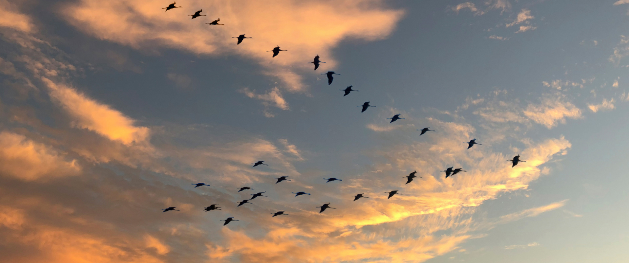 Trekvogels in de herfst