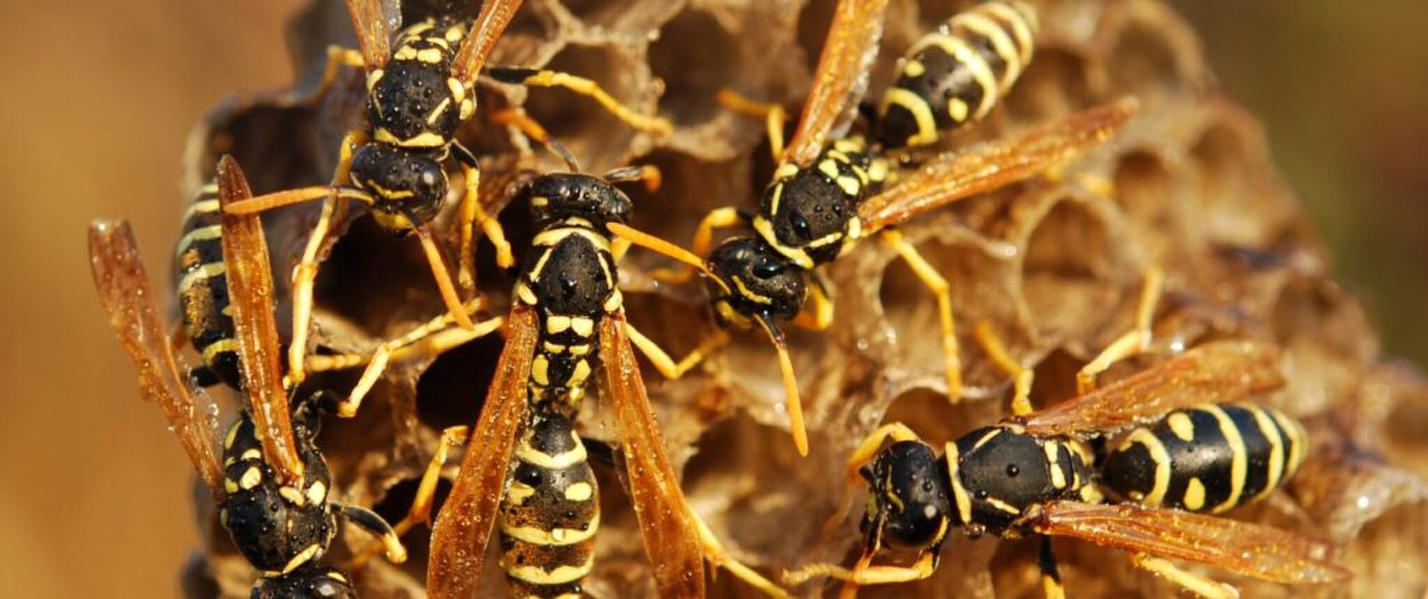 De huidige afbeelding heeft geen alternatieve tekst. De bestandsnaam is: Wespen_bestijden.jpg