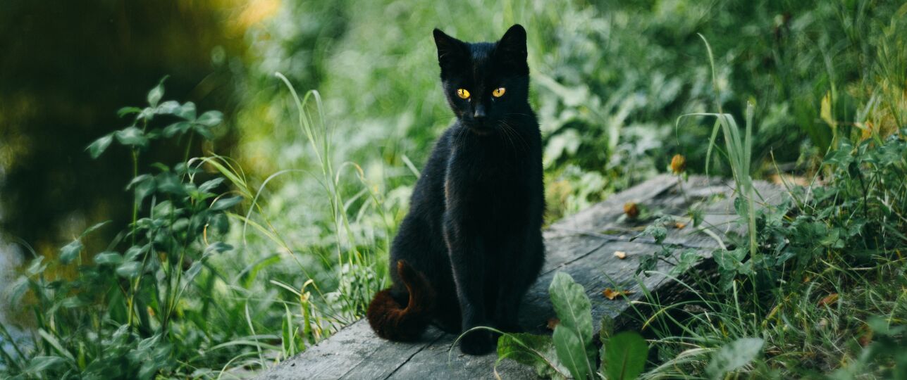 Zwarte katten