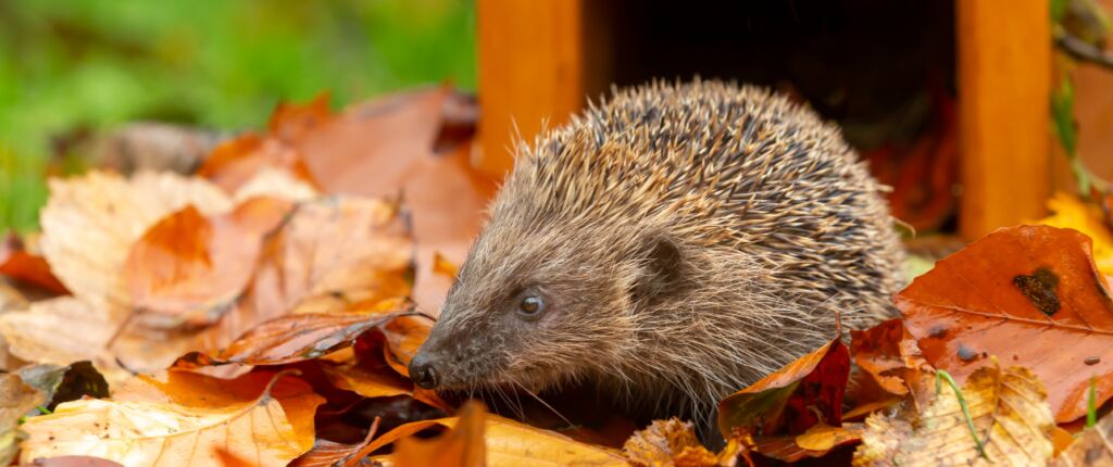 Huidige afbeelding: Egels in nood, Máxima zet 3 egels uit in Paleis Huis ten Bosch