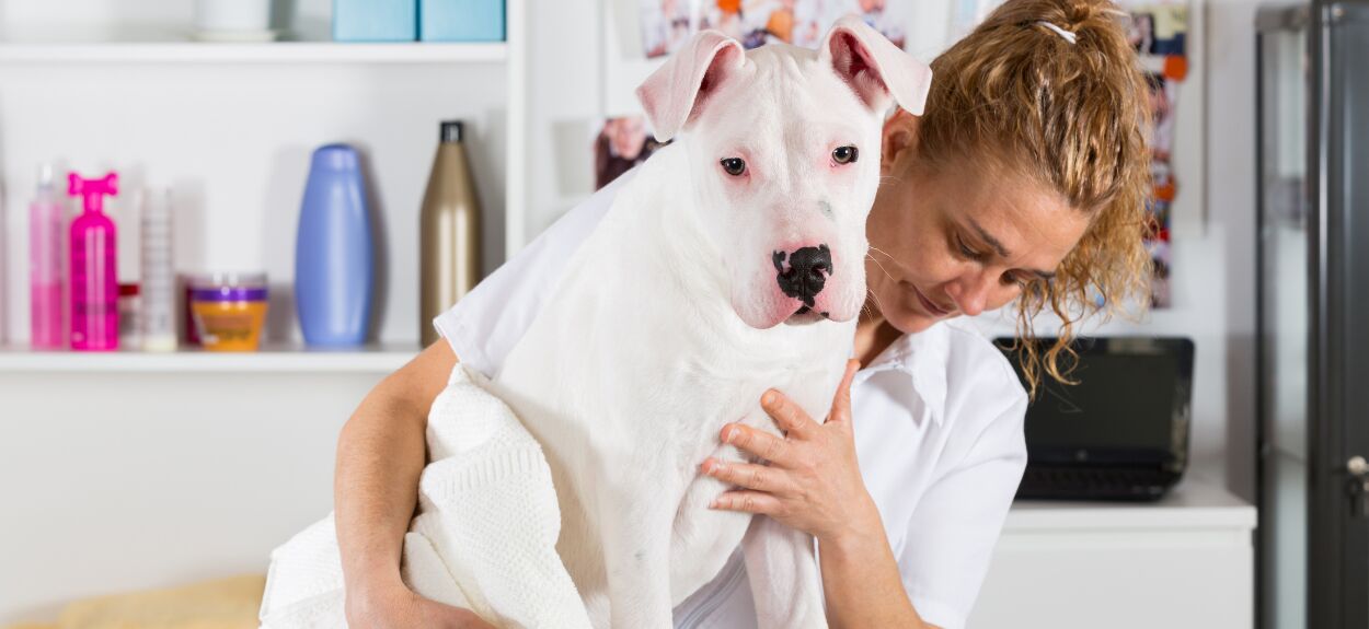 Artrosebehandeling-voor-honden-geschikt-voor-mensen