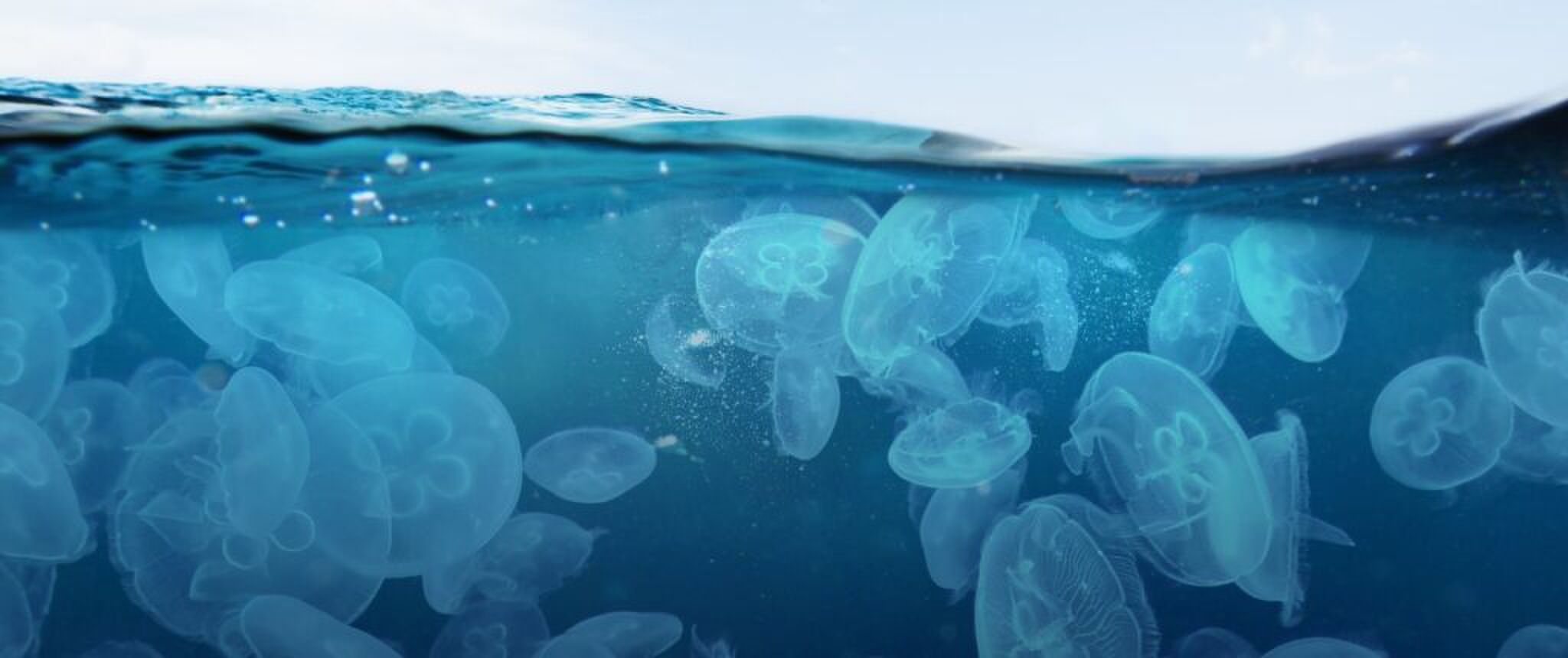 De huidige afbeelding heeft geen alternatieve tekst. De bestandsnaam is: jellyfish-and-sky-swimming-in-blue-seas-illustration-id1390220756.jpeg