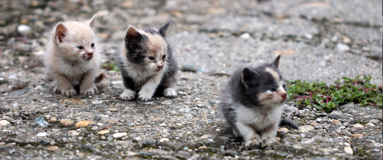 kittens gedumpt