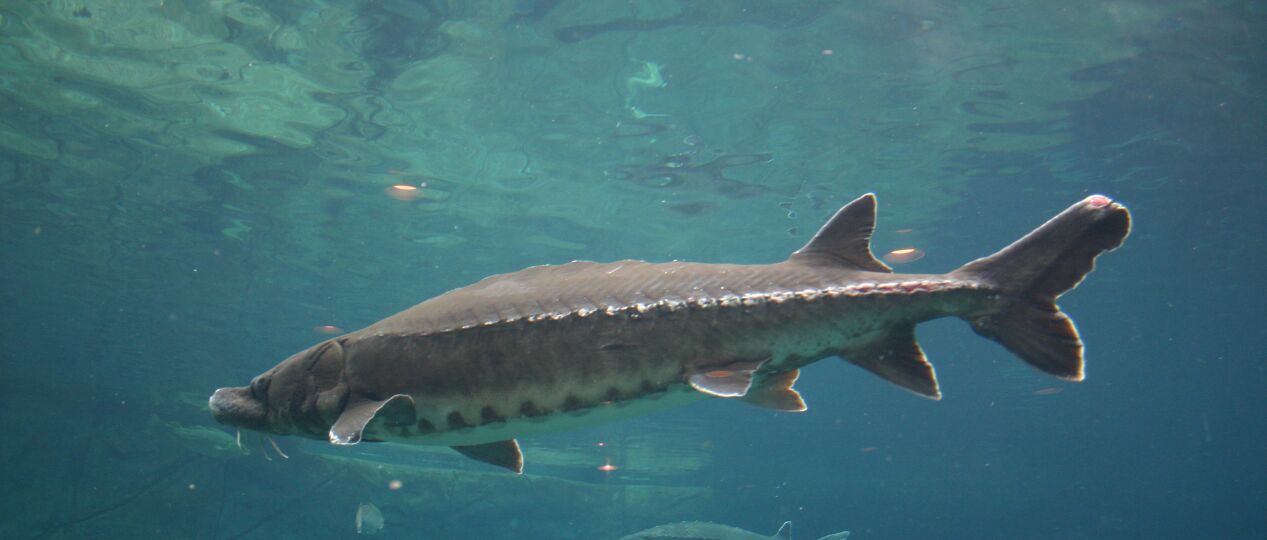 Steur in Nederland uitgezet
