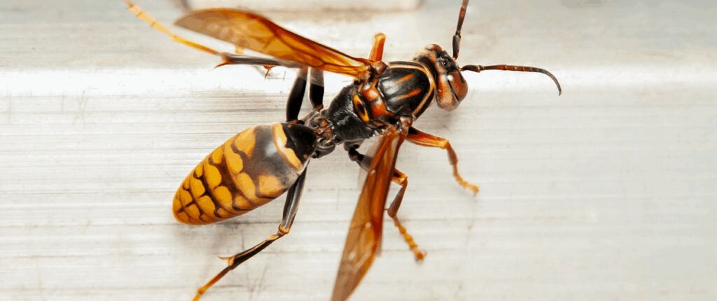 Huidige afbeelding: Hoornaar