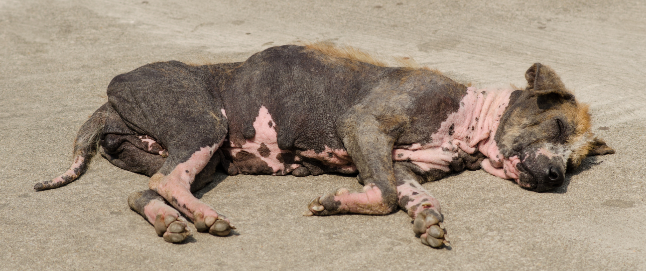 Lelijkste hond van de Wereld Nederland