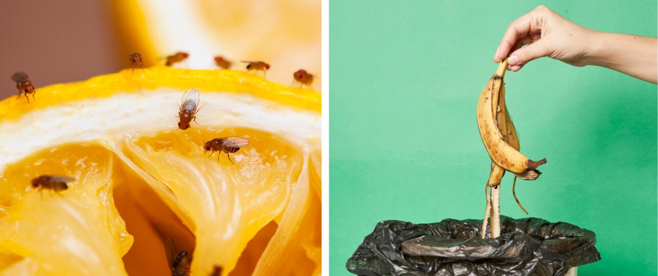 fruitvliegjes wegjagen