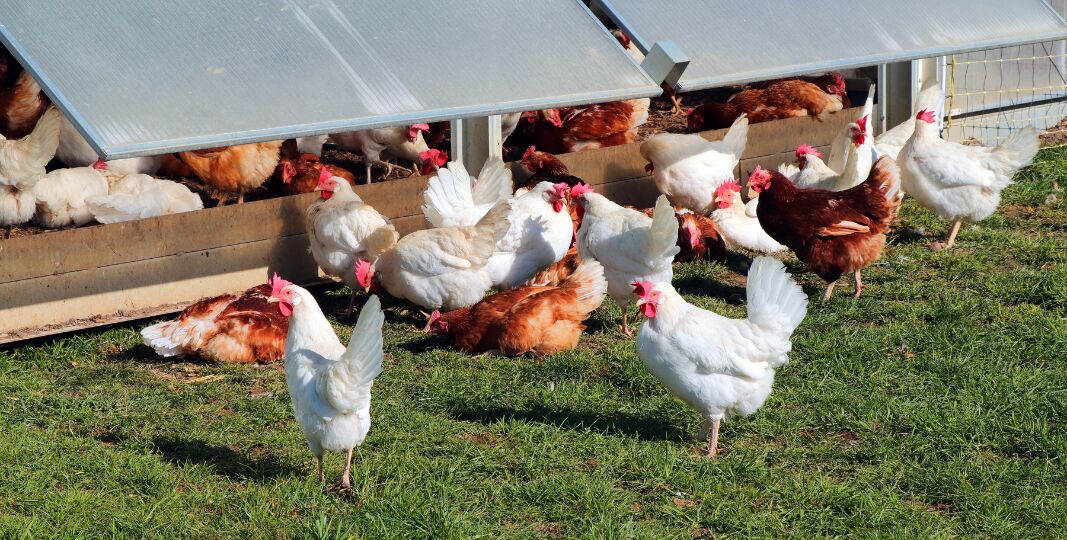 Pluimvee, kringlooplandbouw opening met Máxima