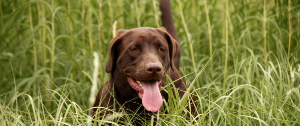 Huidige afbeelding: Grasaren gevaarlijk voor honden