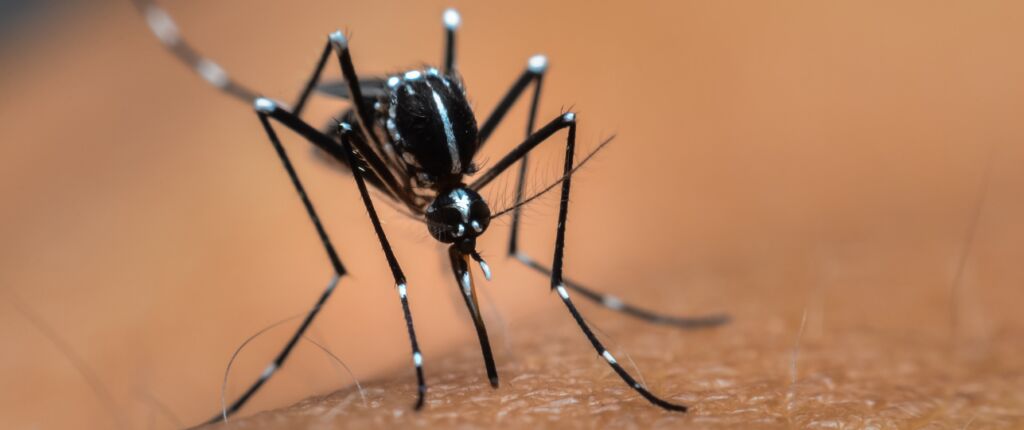 De huidige afbeelding heeft geen alternatieve tekst. De bestandsnaam is: tijgermug-plaag.png