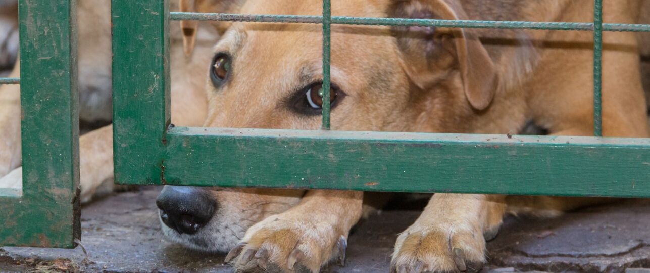 Collectant Dierenbescherming dieren in nood