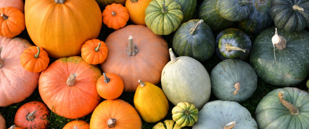 Huidige afbeelding: Pompoenen