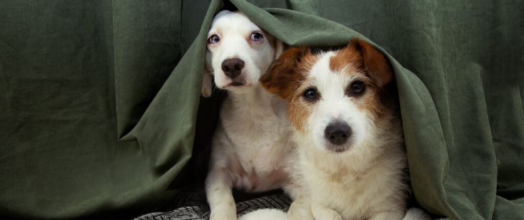 Huidige afbeelding: Vuurwerk huisdieren