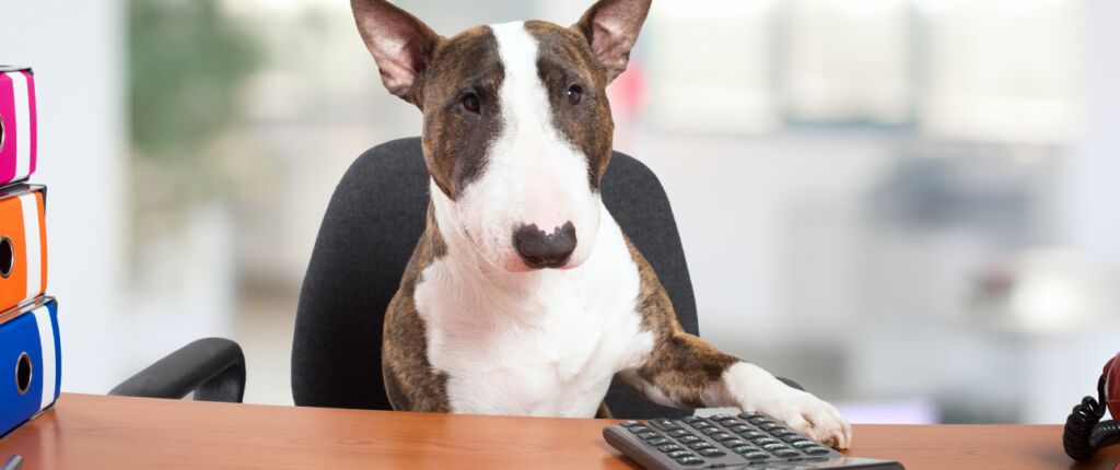 Huidige afbeelding: Hondenbelasting omlaag, omhoog of afgeschaft?