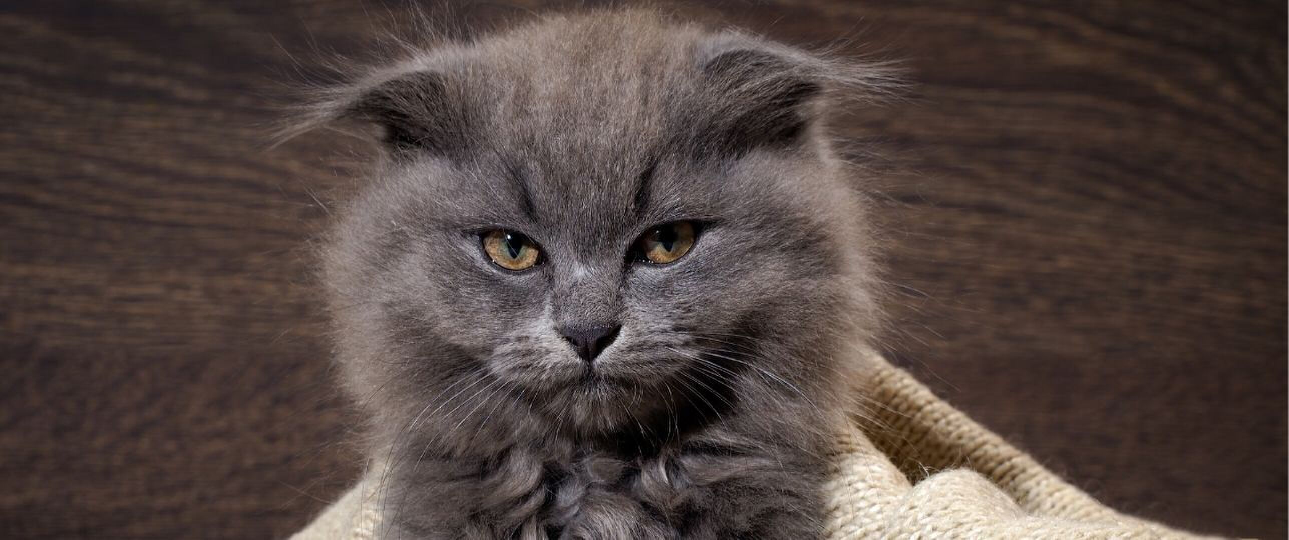 dingen waar katten niet van houden