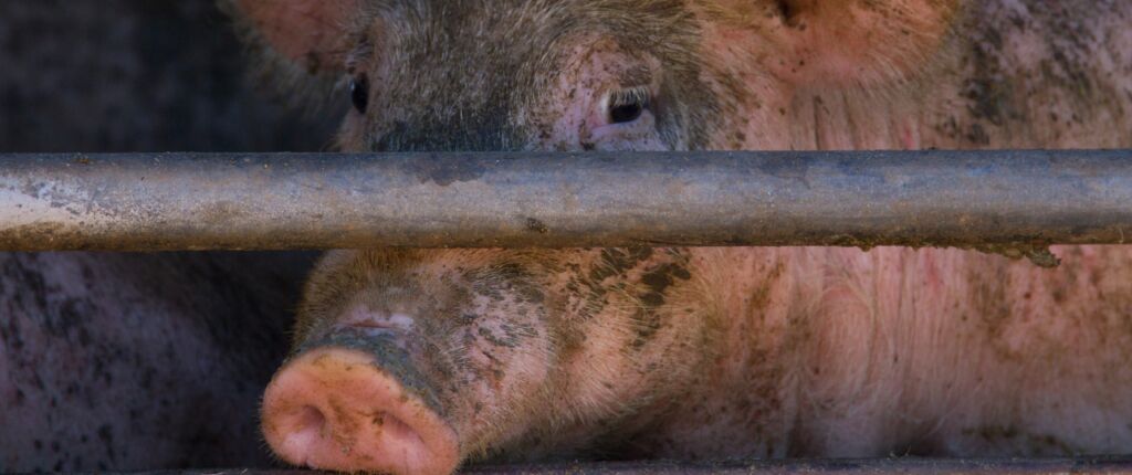 Huidige afbeelding: dierenleed-slachthuizen-boetes-hoger