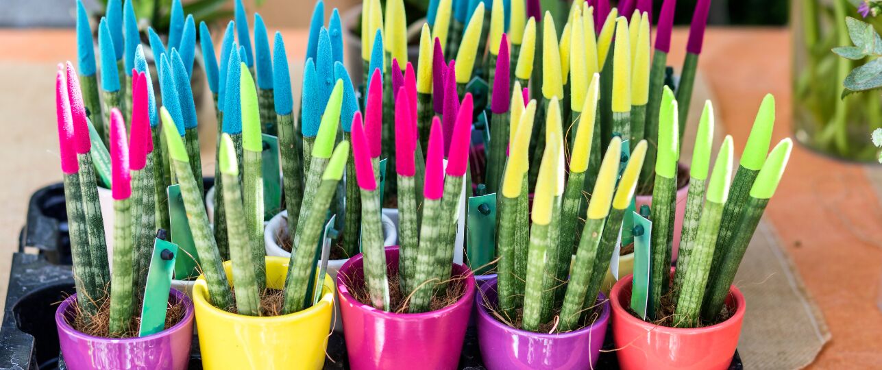 Plantenmishandeling, planten mishandelen, creatief met planten