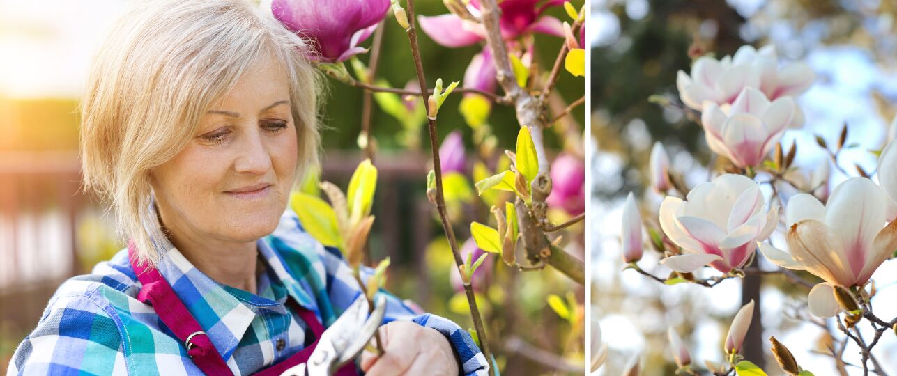 Magnolia snoeien