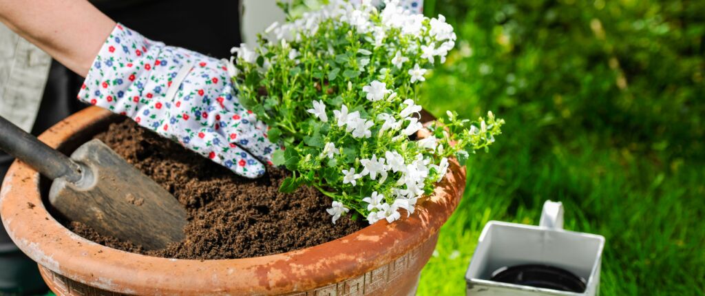 Huidige afbeelding: Potgrond planten verpotten