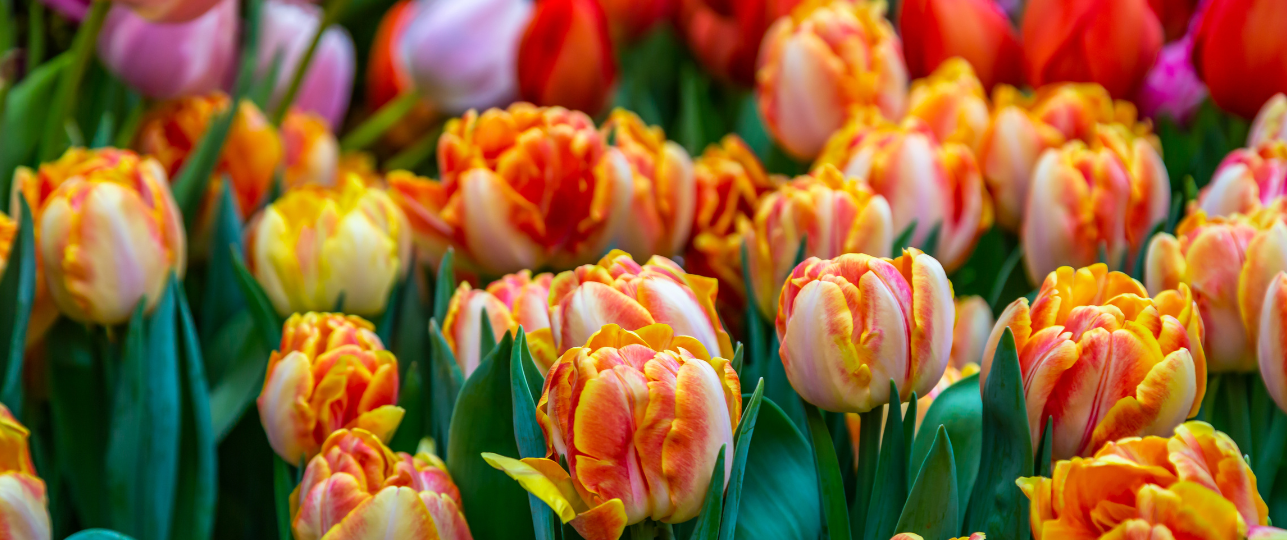 Tulp met jouw naam, vernoemen, bekende mensen