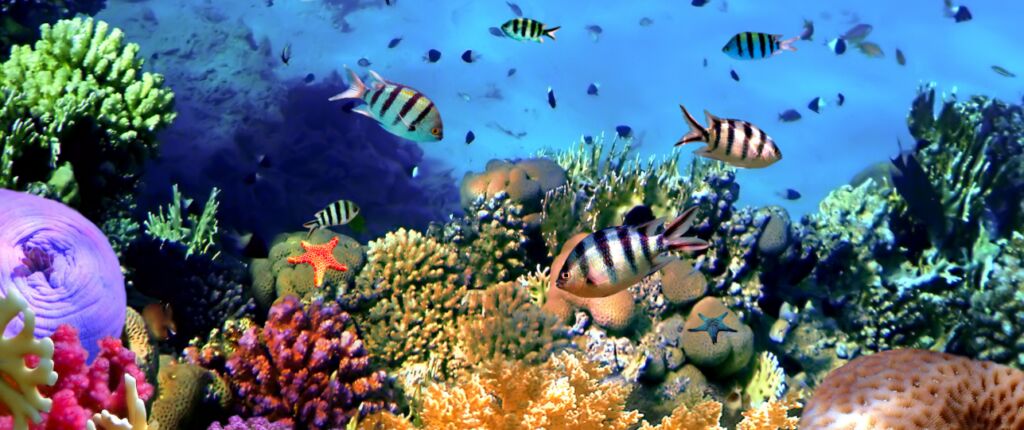 Huidige afbeelding: Koraalriffen gaan dood