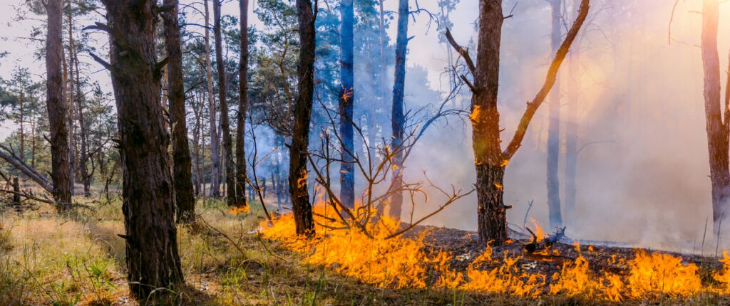 Huidige afbeelding: Natuurbranden door droogte
