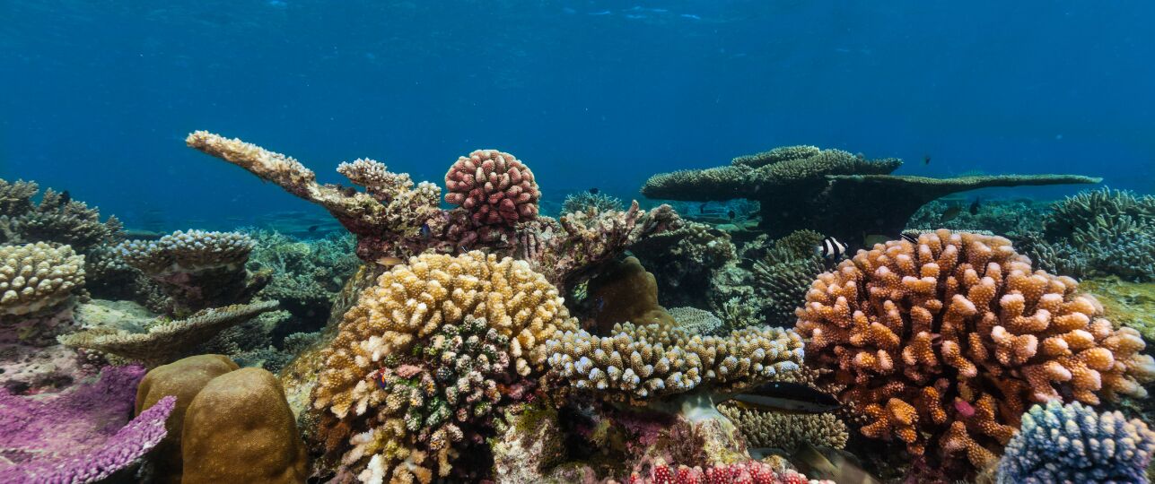 Koraalriffen