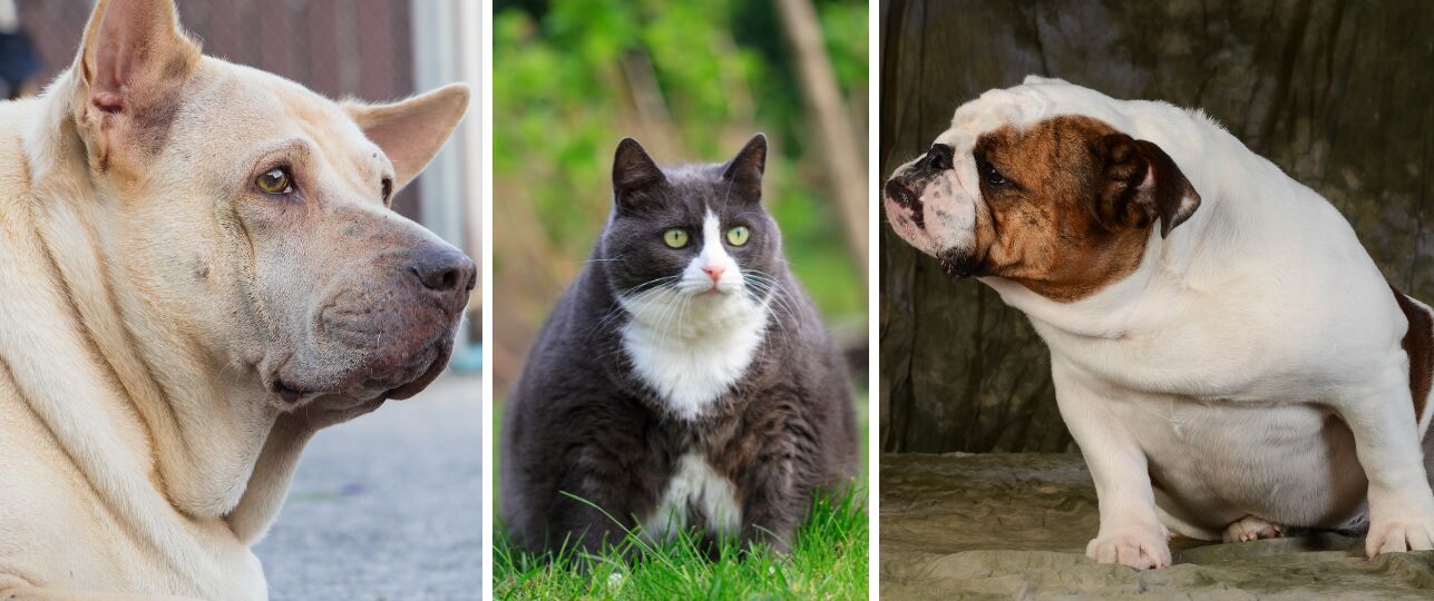 honden en katten met overgewicht