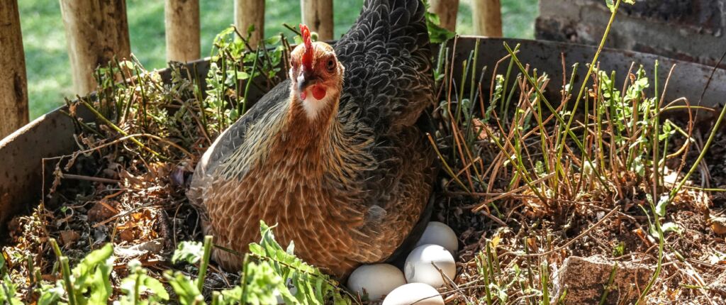 Huidige afbeelding: ei-hobbykippen-pfas