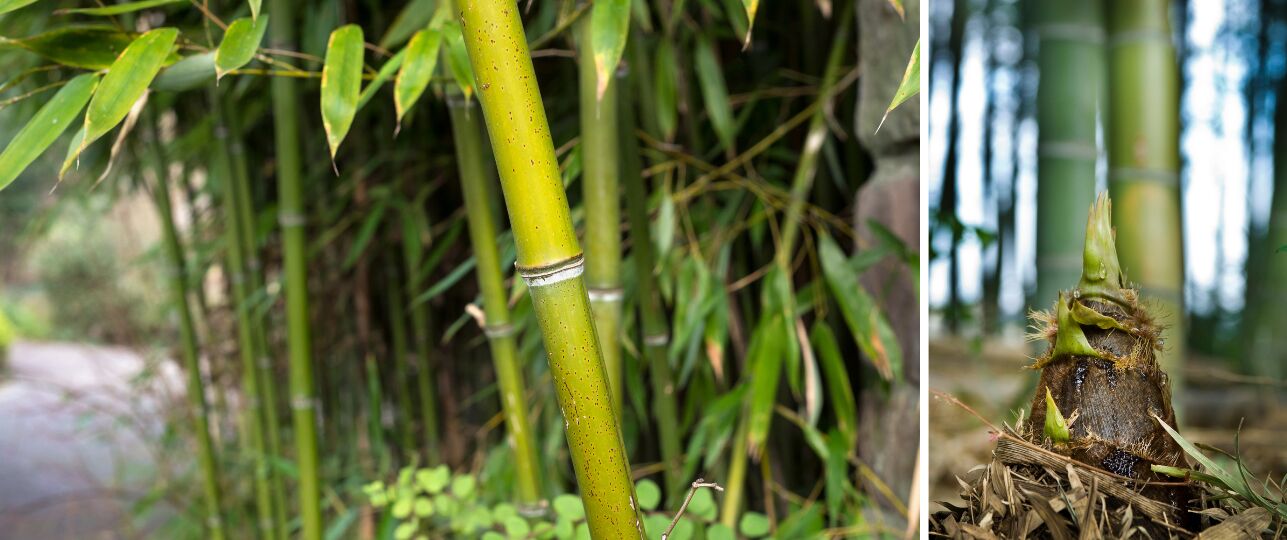 Bamboe in de tuin