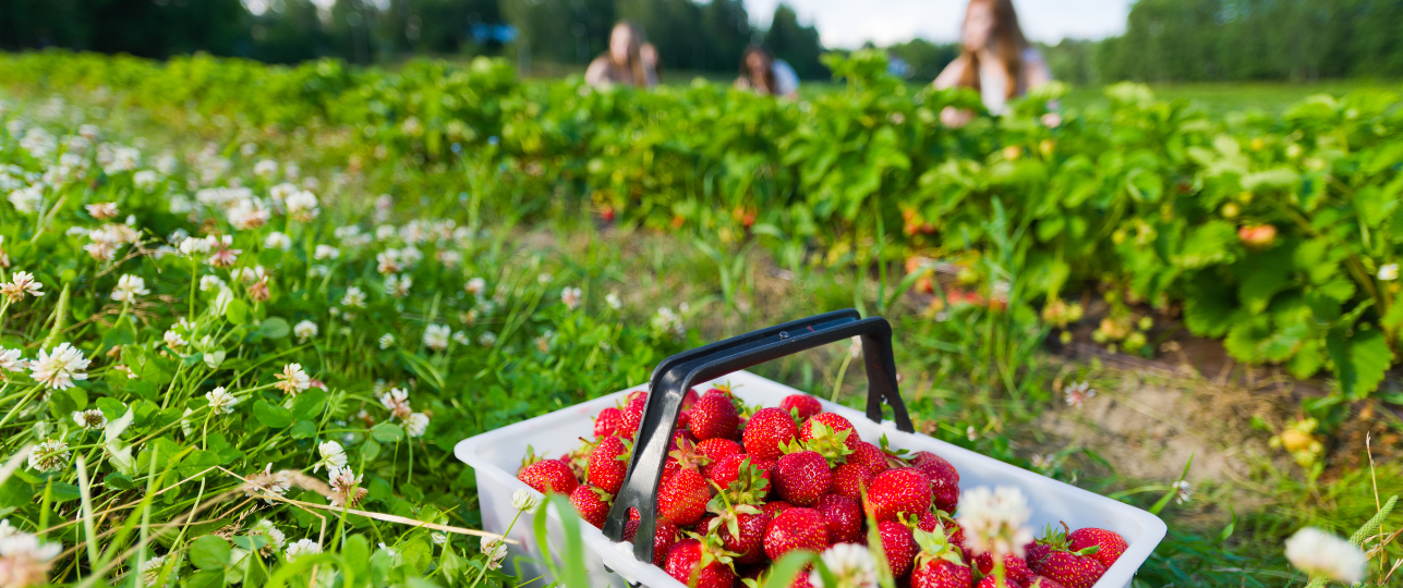 Eropuit in April, aardbeien drive-in, pluktuin