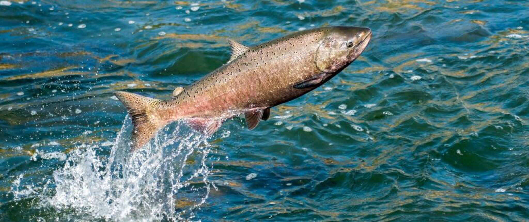 Huidige afbeelding: kweekzalm eten