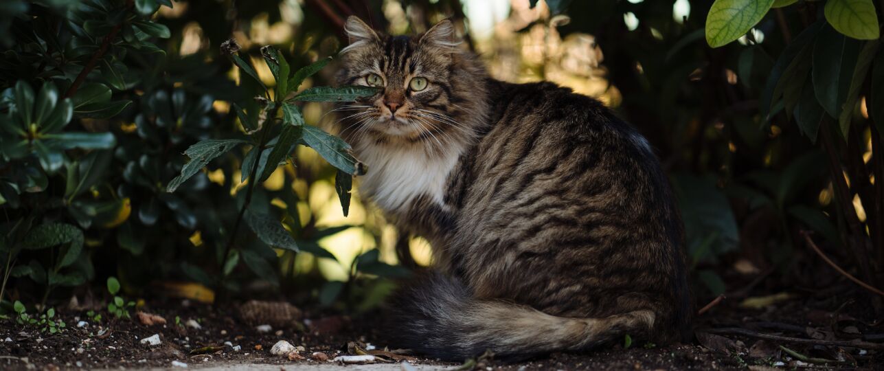 Kat katten vermist verdwaald, weggelopen, melden bij Amivedi