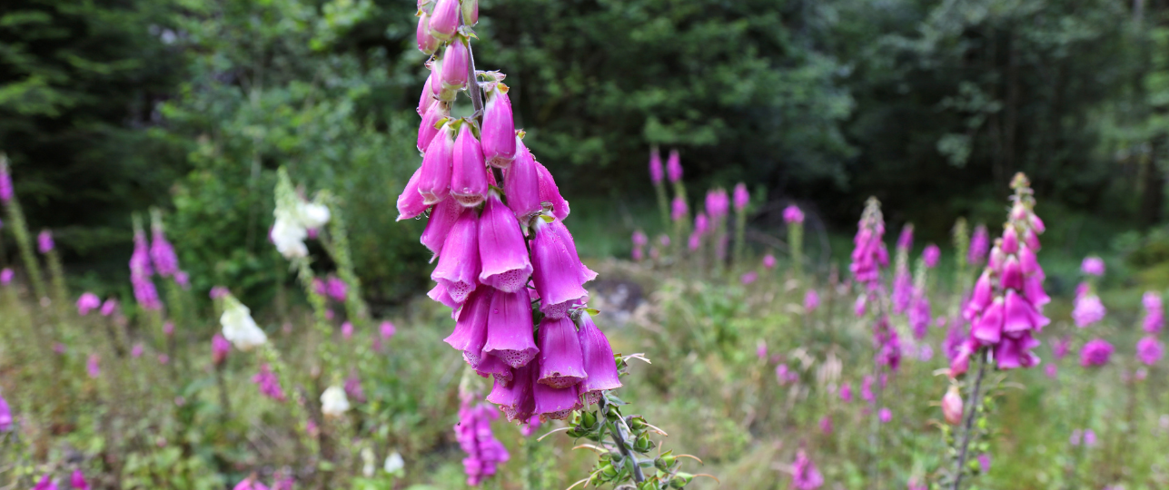 Giftige planten voor mensen