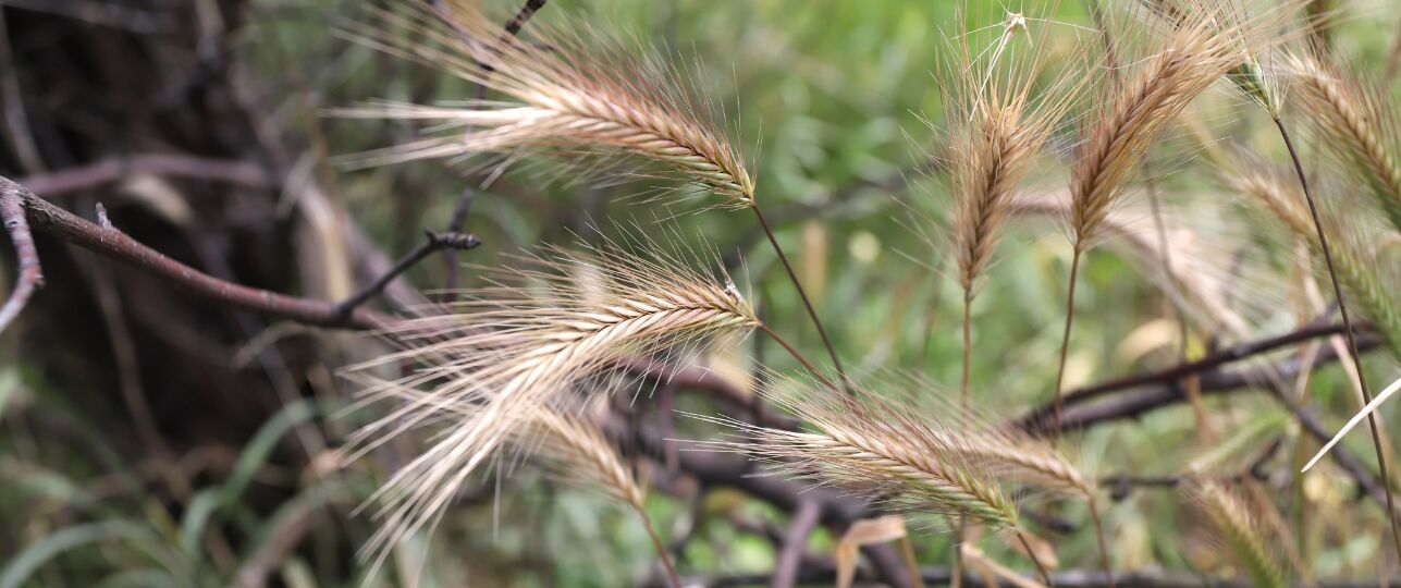 Grasaren gevaarlijk voor honden en katten