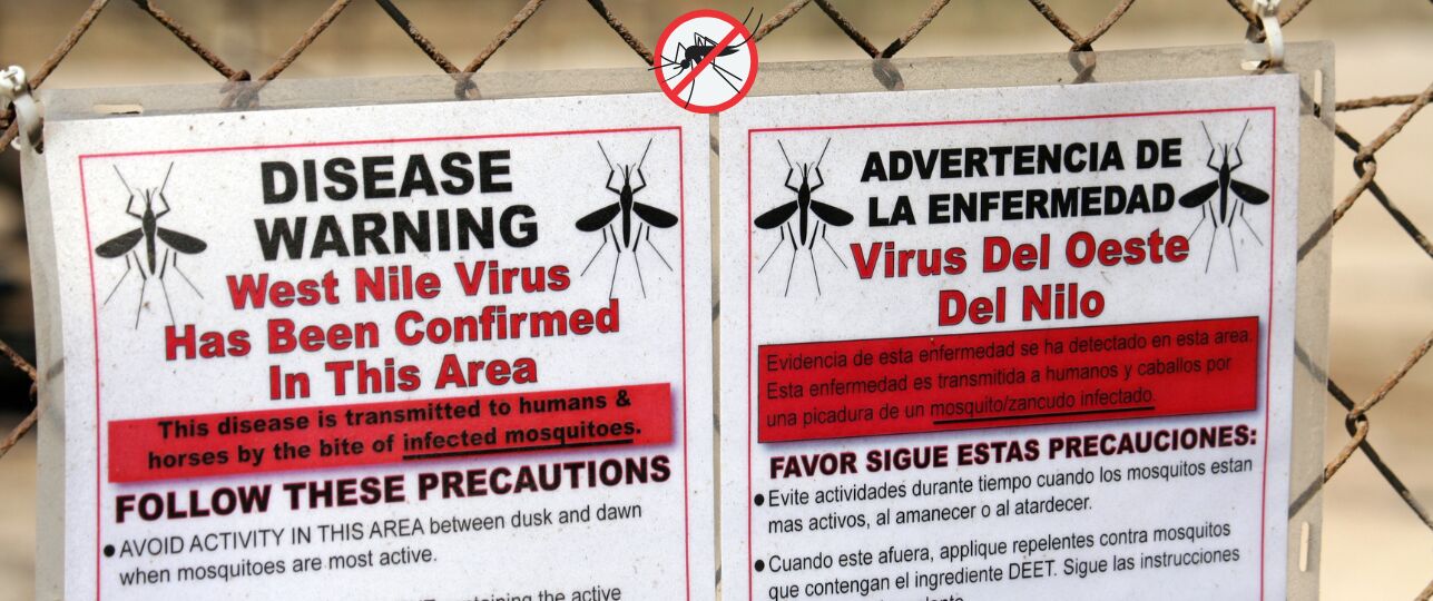 Huissteekmuggen in opkomst, westnijlvirus gezondheidsrisico