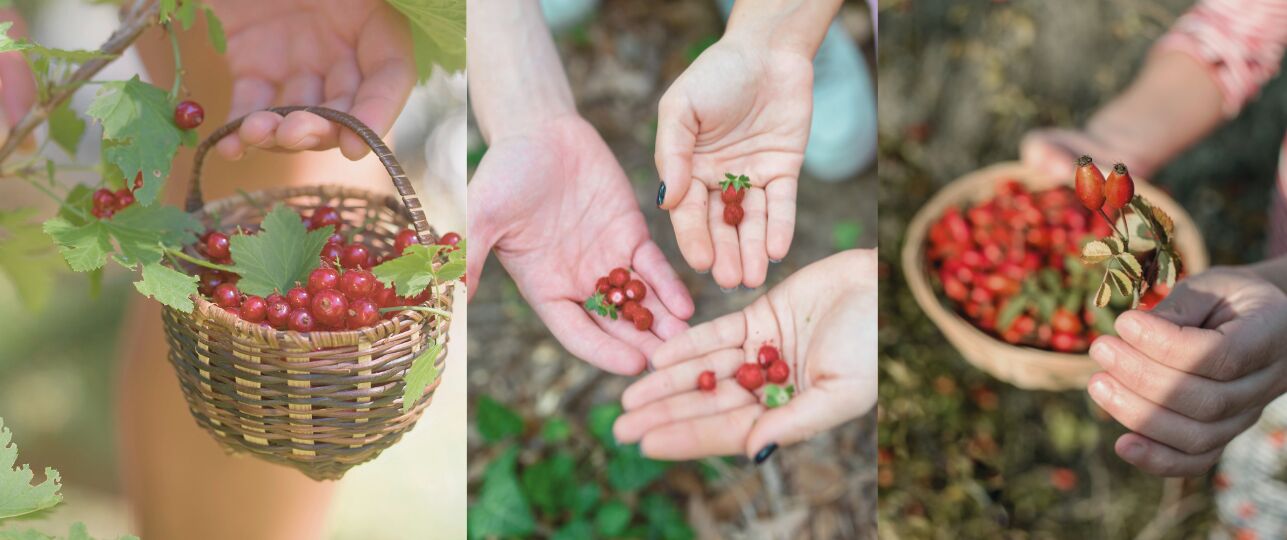 Wildplukken deze zomer