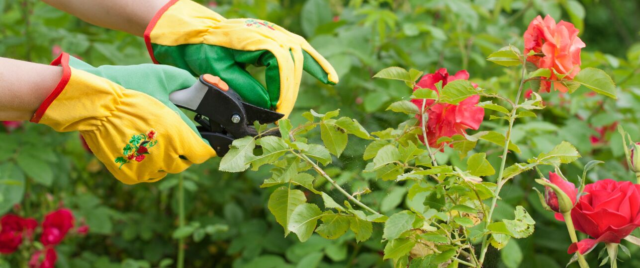 Zomersnoei: uitgebloeide bloemen snoeien voor een 2e bloei