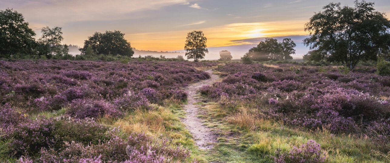 De mooiste heidegebieden van Nederland (grijsopreis.nl)