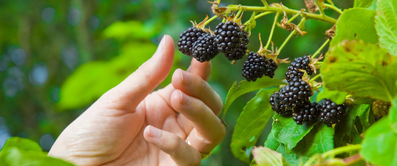 bramen plukken bramenplukseizoen