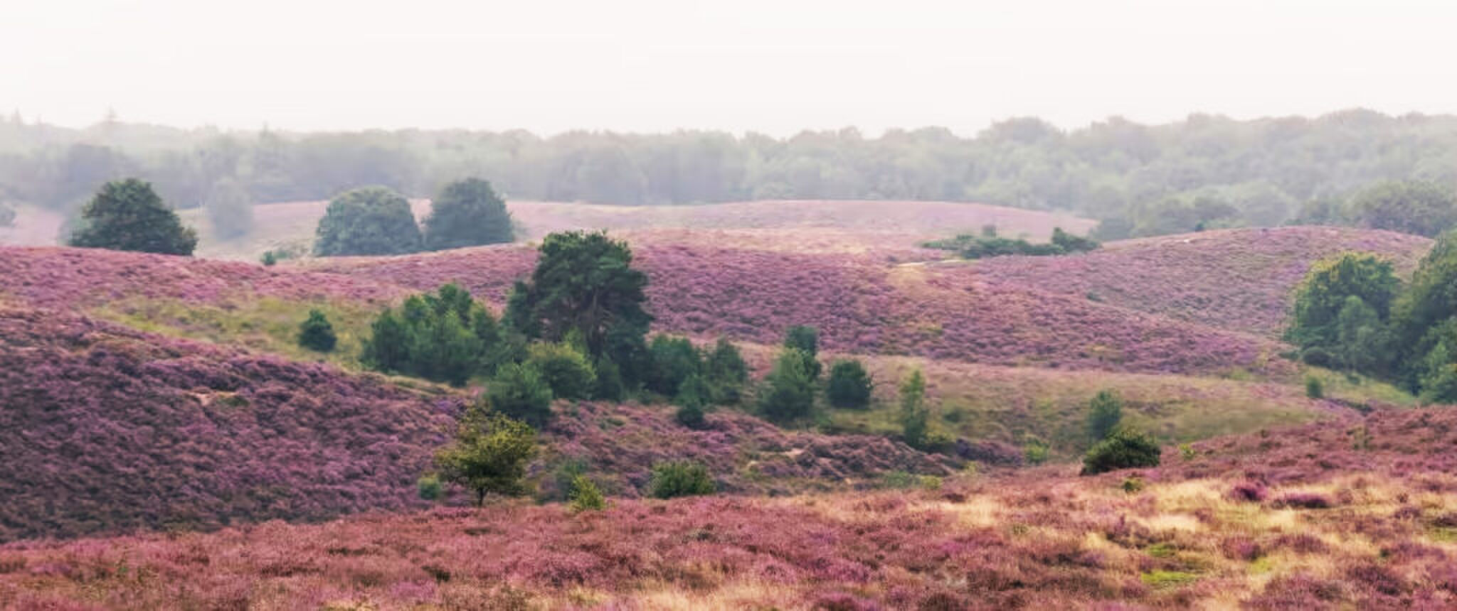 Huidige afbeelding: de mooiste heidegebieden van Nederland