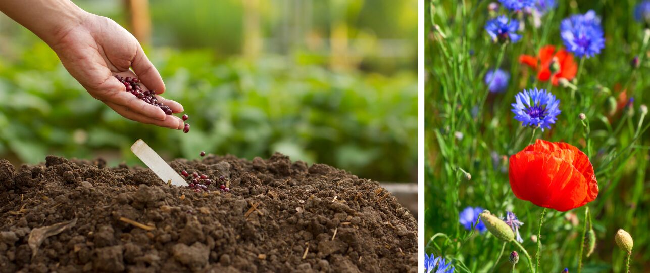 zaaien in september najaar