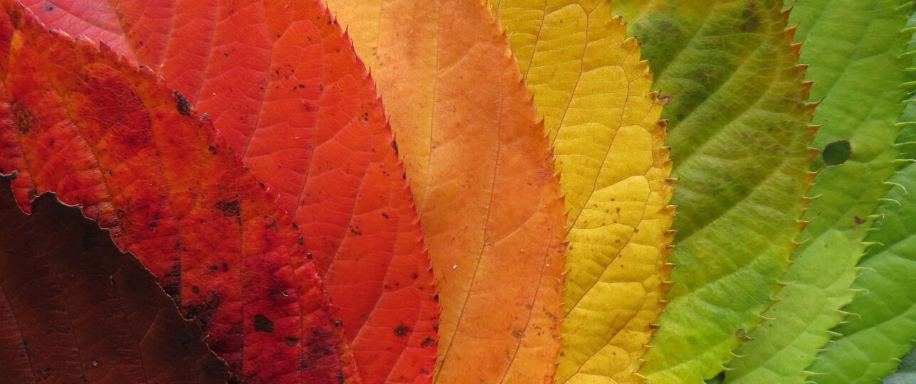 verkleuring bladeren