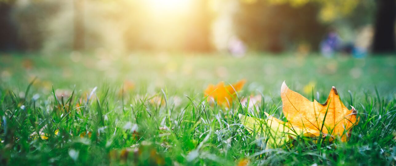 Bladeren vallen nu al van bomen