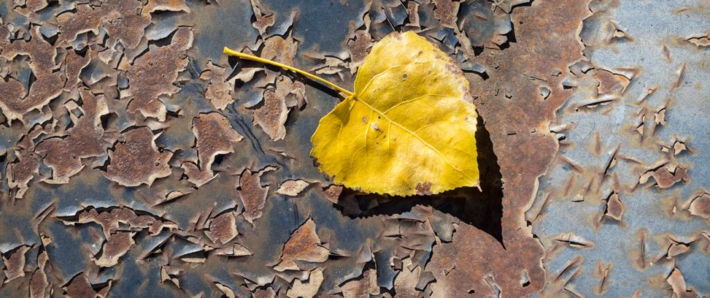 Huidige afbeelding: herfstblad