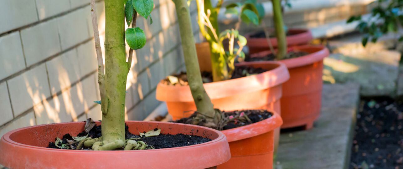 planten potten buiten winter