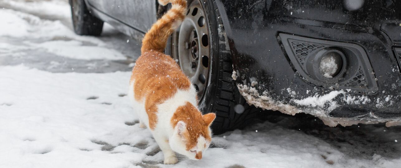 Katten onder de motorkap