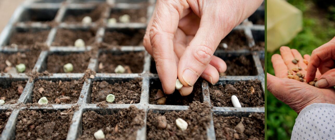 de Zadenbieb is open