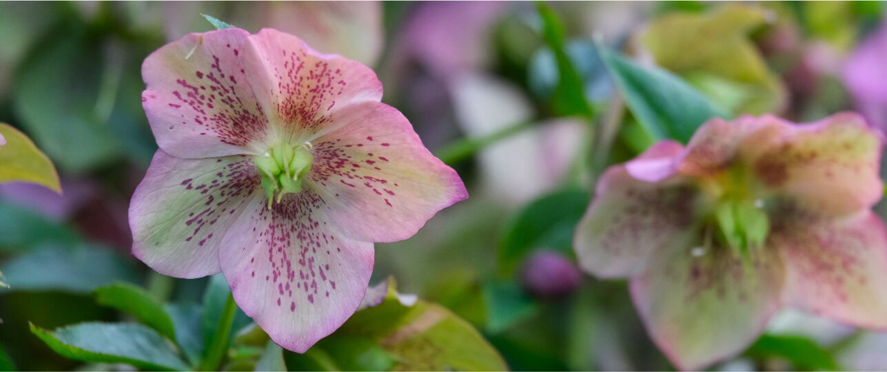helleborus