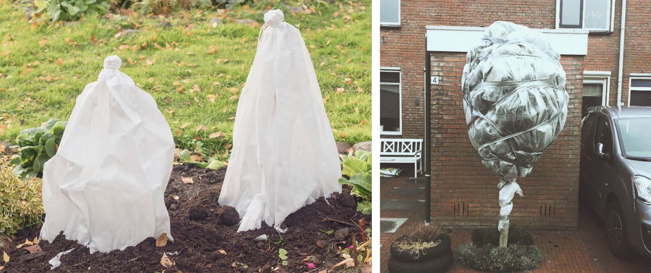 planten beschermen tegen vorst